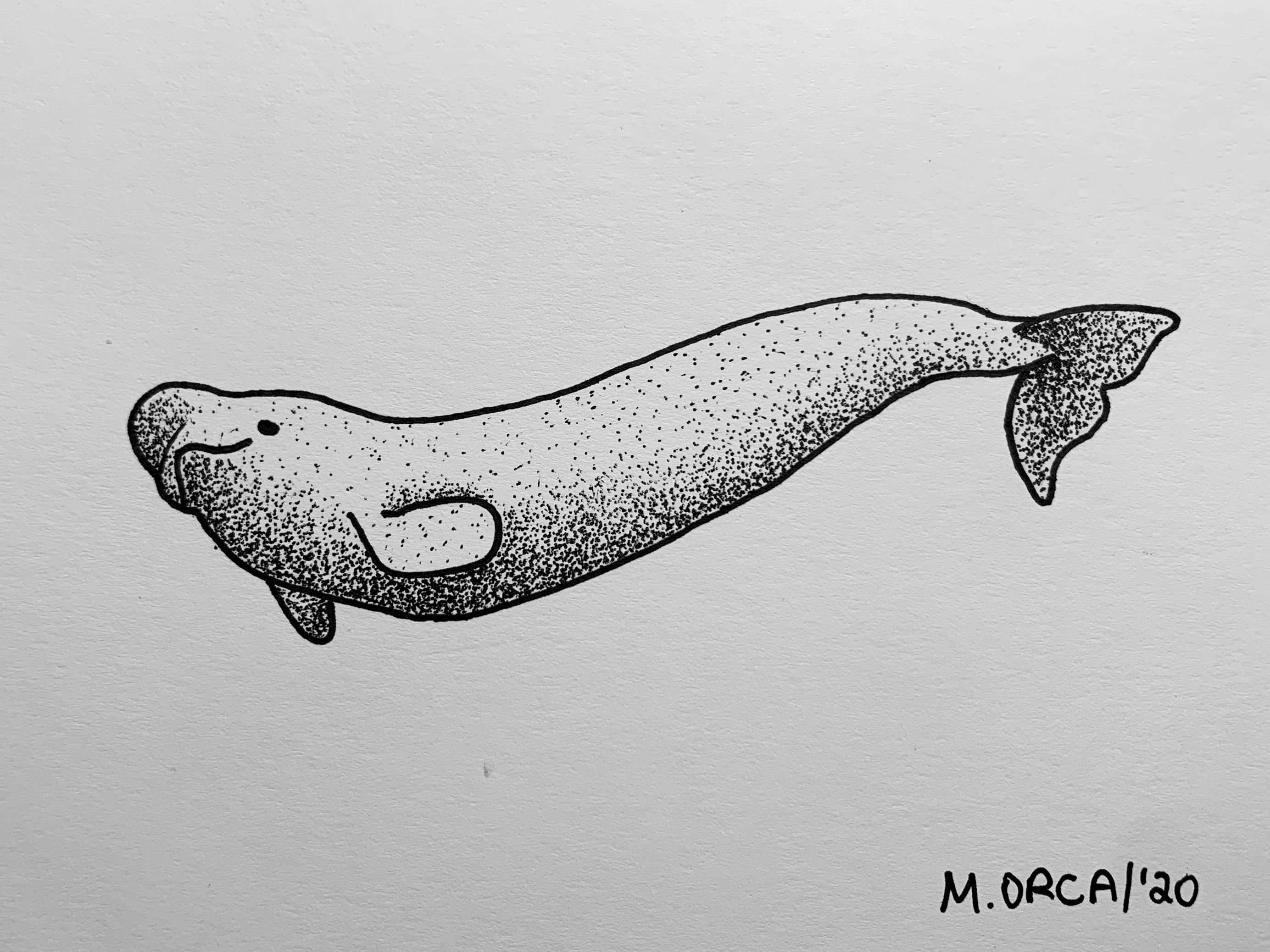 Beluga whale dotwork drawing made with ink pen