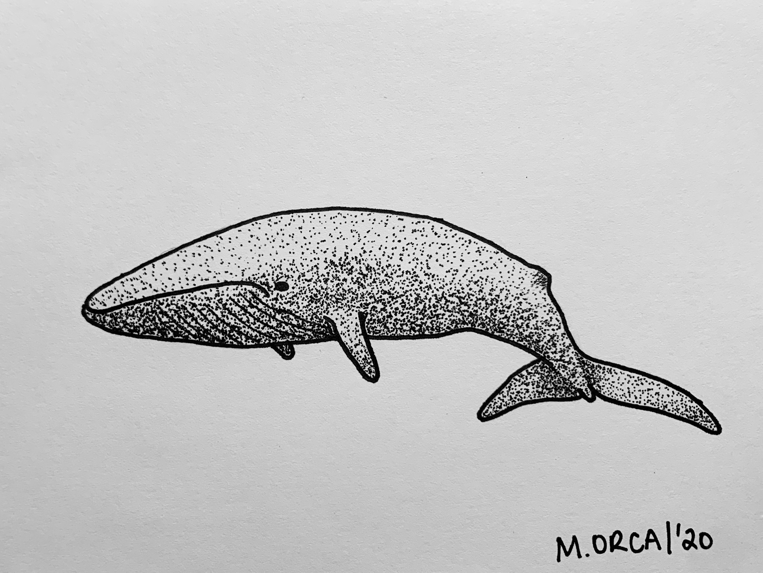 Blue whale dotwork drawing made with ink pen