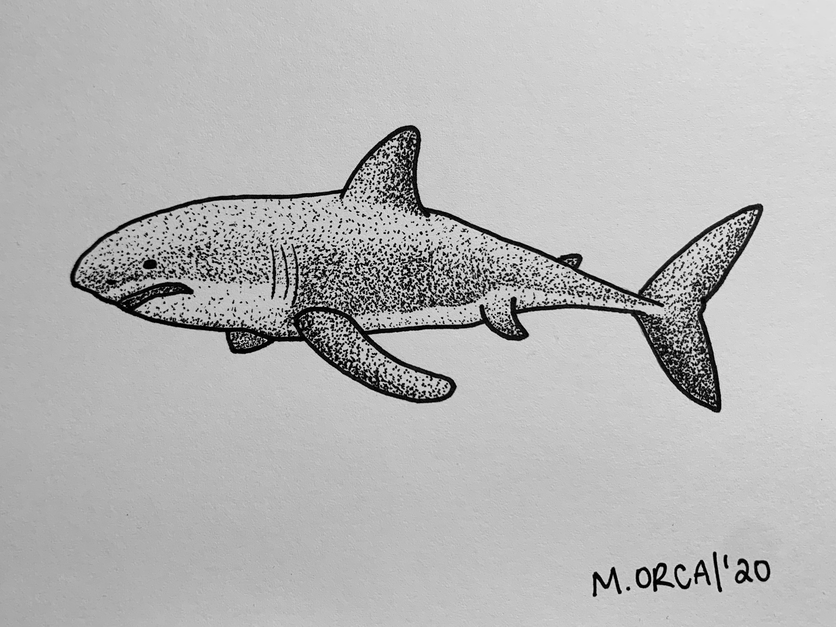 Great White shark dotwork drawing made with ink pen