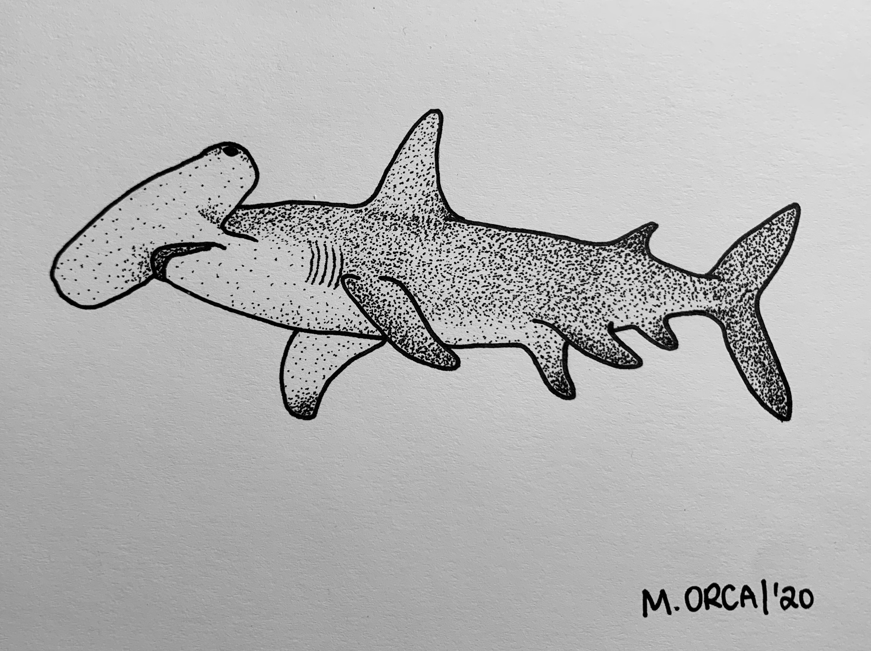 Hammerhead shark dotwork drawing made with ink pen