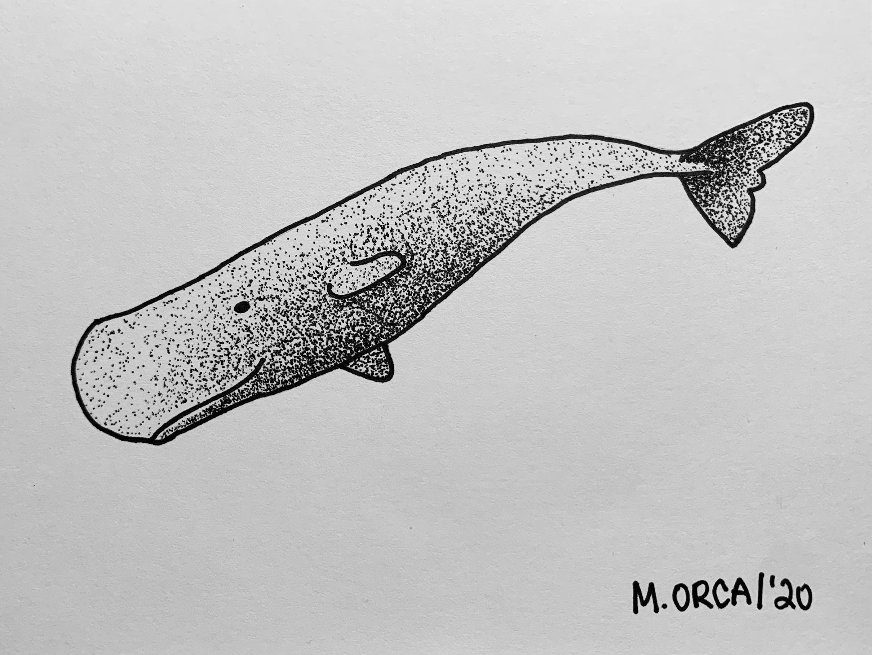 Sperm whale dotwork drawing made with ink pen